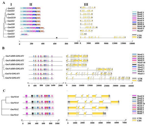 (I) Phylogenetic relationships, (II) motif compositions, (III) gene structure of GmGS (A), GmGOGAT (B), and GmNR (C).