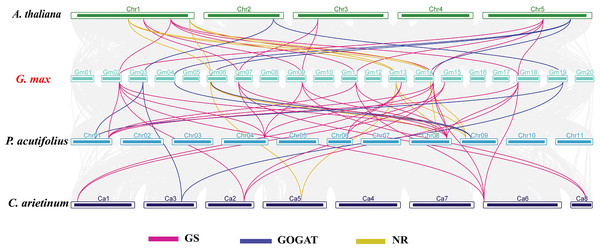 Synteny analysis of NAGs between Glycine max and A. thaliana, C. arietinum, and P. acutifolius.