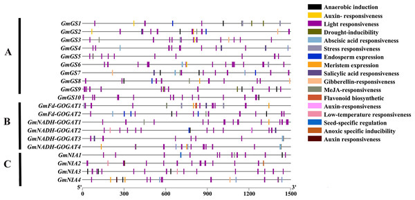 Cis-element analysis on the promoter region of GmGS (A) GmGOGAT (B), and GmNR (C).