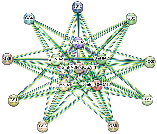 The protein-protein interaction network for soybean NAGs.