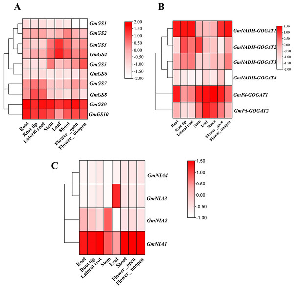 Expression patterns of GmGS (A), GmGOGAT (B), and GmNR (C) genes in eight soybean tissues.