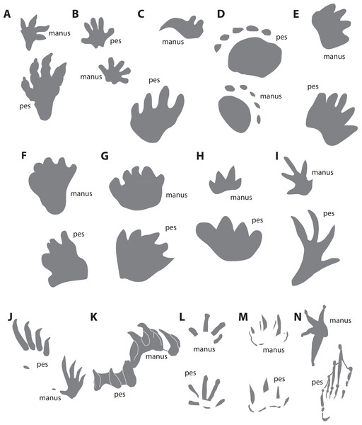 Schematic morphological comparisons between manus and pes prints of (A) Batrachopus, (B–H) Mesozoic synapsid ichnotaxa and (I–N) various non-synapsid ichnotaxa and tracks of extant tetrapod taxa (not to scale).