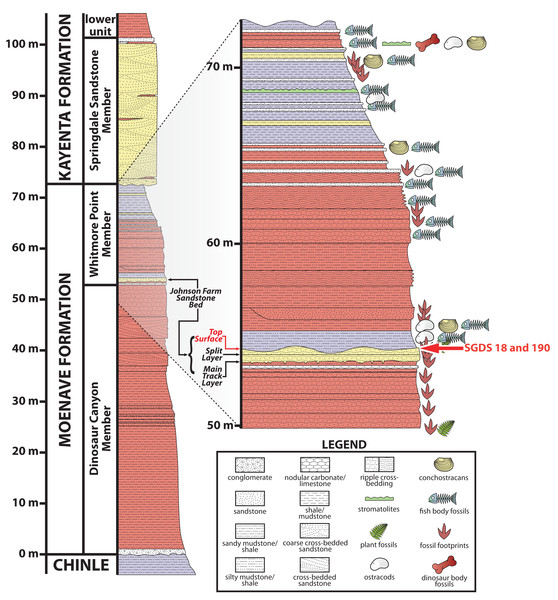 Stratigraphic section at and immediately around the St. George Dinosaur Discovery Site in St. George, Utah.