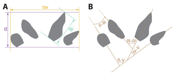 Schematic depicting how measurements of possible eucynodont tracks SGDS 18 and 190 were taken.