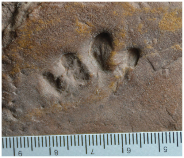 Possible eucynodont track SGDS 190 from the Lower Jurassic Moenave Formation of St. George, Utah.