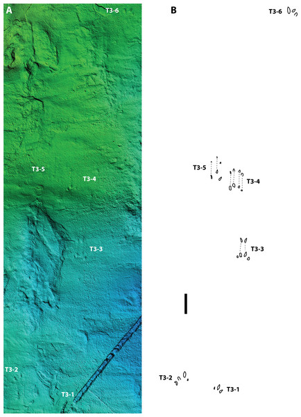 (A) Digital elevation model, and (B) schematic depicting relative positions of possible eucynodont tracks 1–6 in trackway SGDS trackway 18-T3.