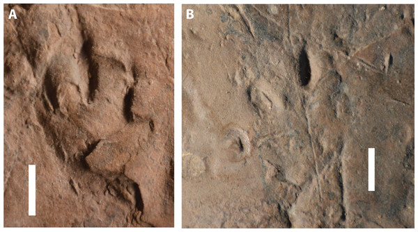 Possible eucynodont tracks SGDS 18-T3-1 and 18-T3-2 from the Lower Jurassic Moenave Formation of St. George, Utah.