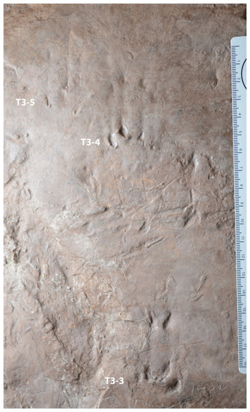 Possible eucynodont tracks SGDS 18-T3-3, -4, and -5 from the Lower Jurassic Moenave Formation of St. George, Utah.