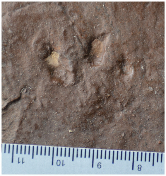 Possible eucynodont track SGDS 18-T3-6 from the Lower Jurassic Moenave Formation of St. George, Utah.