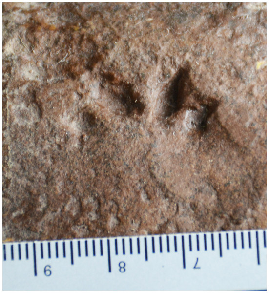 Possible eucynodont track SGDS 18-T7 from the Lower Jurassic Moenave Formation of St. George, Utah.