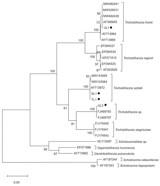 Phylogenetic tree based on the ITS rDNA of bird schistosomes.