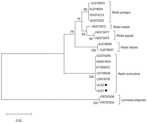 Phylogenetic tree based on the ITS-2 domain of rDNA of snails.