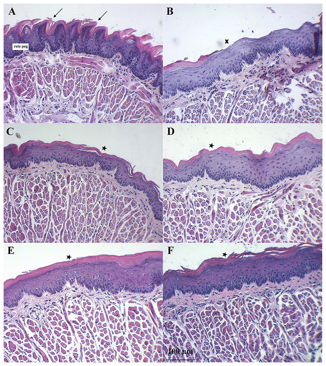 In vitro cytoprotective and in vivo anti-oral mucositis effects of ...