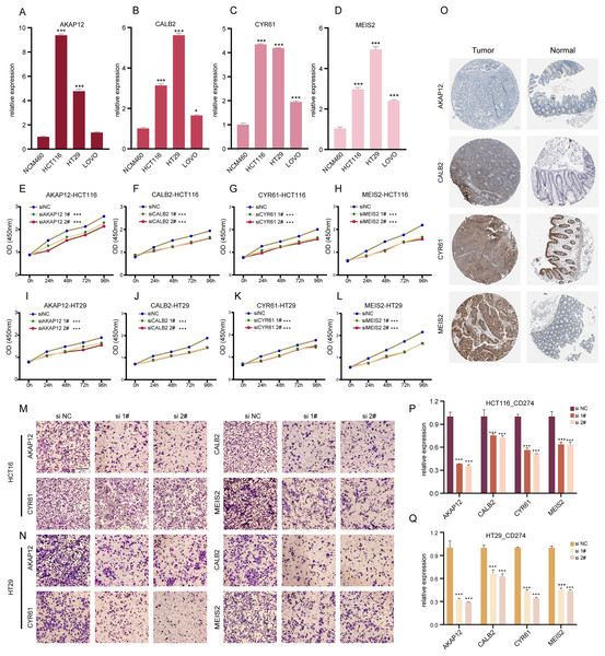 Experimental validation of gene expression and functional assays.