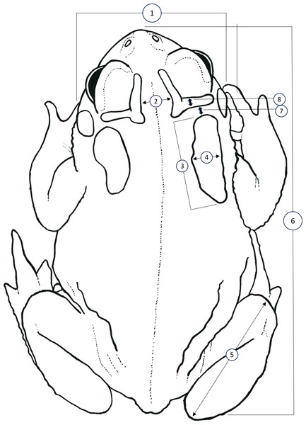 Simplified dorsal view of a Houston Toad (Anaxyrus houstonensis) demonstrating morphometric measurements taken.