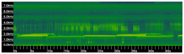 Spectrogram (i.e., frequency kHz over time in seconds) of Houston Toad (A. houstonensis) vocalizations collected within Bastrop County, Texas, USA.