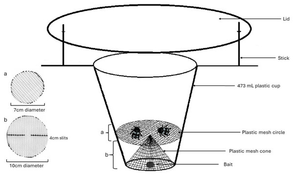 Model for pitfall trap using a cone and platform configuration of plastic mesh to separate Silphid beetles from bait attractant.