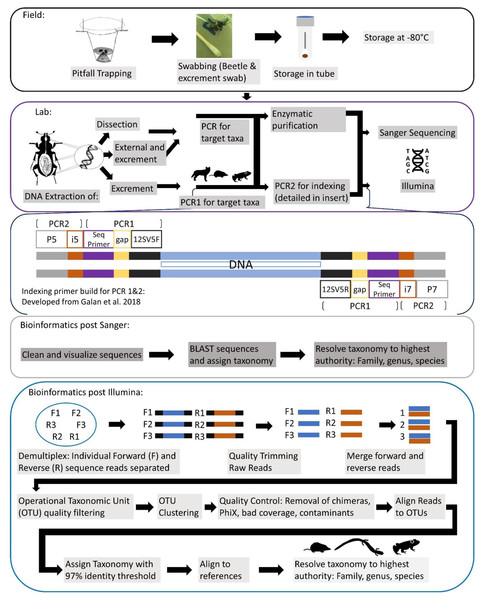 Comprehensive workflow of methods to conduct the iDNA study in its entirety from the field to the lab and ending with the bioinformatic pipeline to be followed.