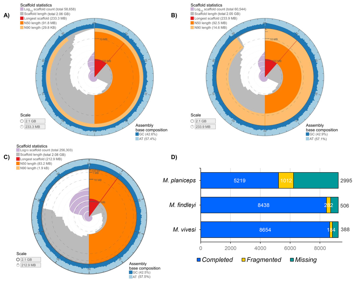 Unraveling genomic features and phylogenomics through the analysis of ...