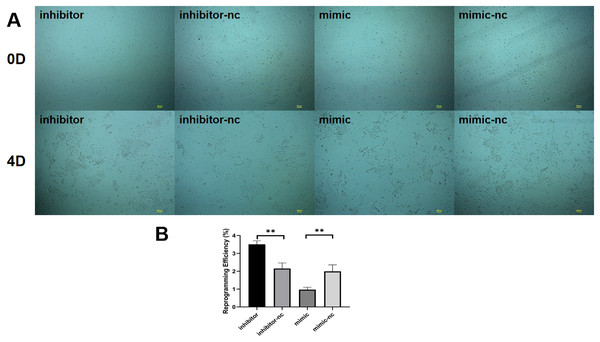 Effect of miR-221-3p on reprogramming efficiency of goat induced mammary epithelial cells.