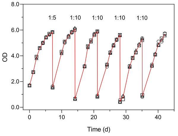 Use of the Erlenmeter turbidimeter for the maintenance of semicontinuous cultures, through the monitoring of OD and the periodic dilution of cultures of P. tricornutum.