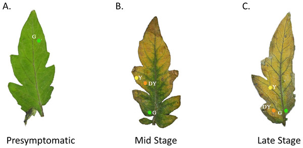 Tomato leaves with one of three different stages of TYLCV.