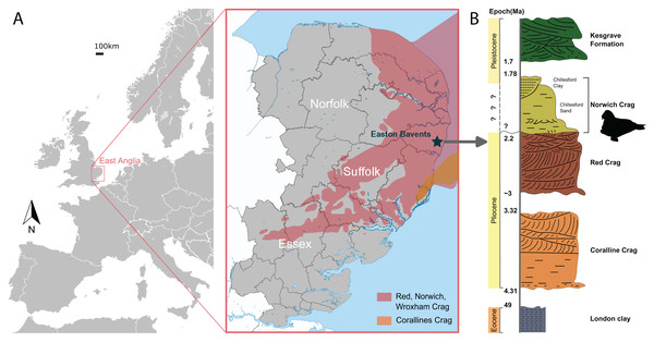 The geologic context of Ontocetus posti sp. nov.