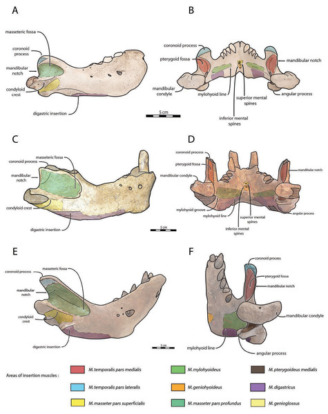 Anatomical interpretations for muscle insertions in Odobenus rosmarus (A, B), Ontocetus posti (C, D), and Ontocetus emmonsi (E, F).