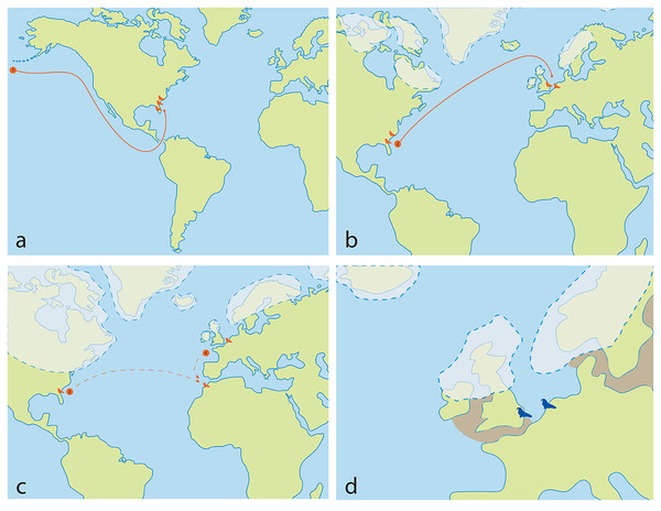 Ontocetus biogeographic hypothesis, and reconstruction of Ontocetus posti occurrences during the Early Pleistocene in the North Sea (2.2–1.7 Ma).