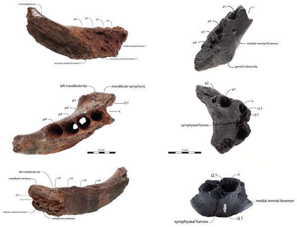 Referred specimens assigned to Ontocetus posti.