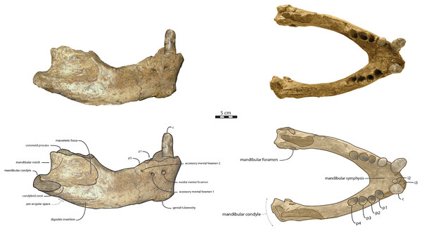 Holotype mandibles of Ontocetus posti in lateral view (left) and occlusal view (right).