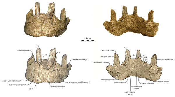 Holotype mandibles of Ontocetus posti in anterior view (left) and posterior view (right).