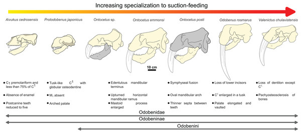 Hypothesized sequence of cranial, mandibular, and dental character transformations during odobenine evolution toward the suction-feeding specialization.