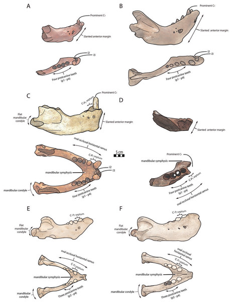 Significant mandibular and dental differences between Odobenus rosmarus, Ontocetus posti, and Ontocetus emmonsi.