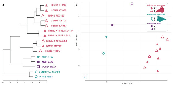 Cluster dendrogram (A) and morphospace occupation for the PCoA (B), based on mandibular ratios measured on different specimens of Odobenus rosmarus, Ontocetus posti and Ontocetus emmonsi.