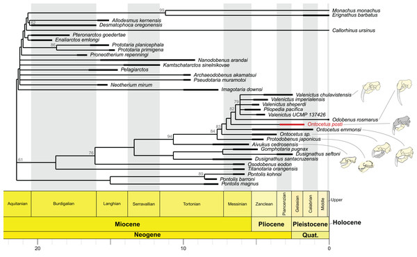 Time-calibrated strict consensus cladogram of odobenid relationships based on the strict consensus tree (n = 46; best tree score = 597) recovered under implied weighting (with K = 12).