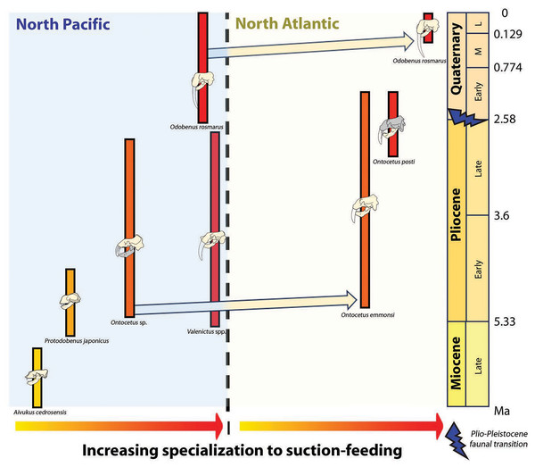 Paleobiogeographic distribution of the subfamily Odobeninae and trend towards specialization to suction-feeding in both North Pacific and North Atlantic Ocean.