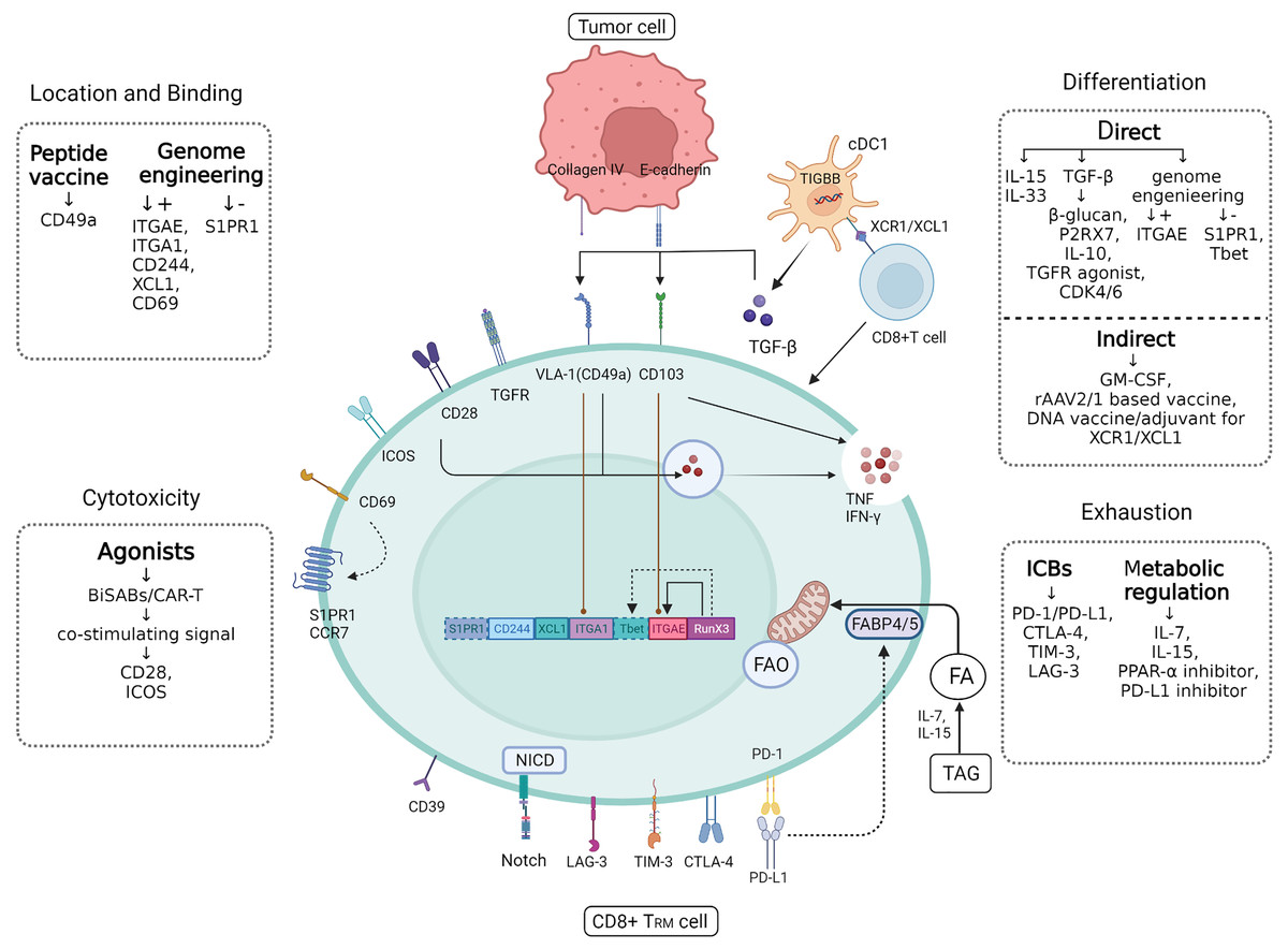 The potential role of CD8+ cytotoxic T lymphocytes and one branch ...