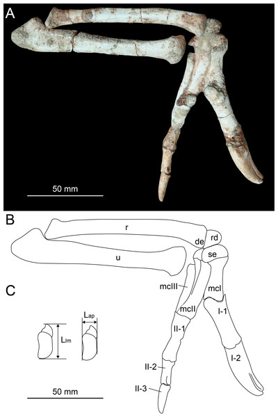 Photograph (A) and line drawing (B) of the right forelimb of Heyuannia huangi (HYMV 1–2) in the lateral view, and the measurements of the semilunate carpal (C).