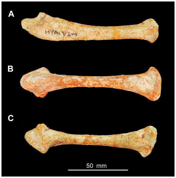 Photograph of the ulna of Heyuannia huangi (HYMV 2–8) in lateral view (A), ventral view (B) and dorsal view (C).