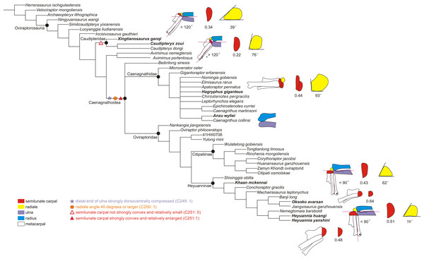 The reduced strict consensus tree showing the major changes of the range of motion of the left wrist during oviraptorosaur evolution.