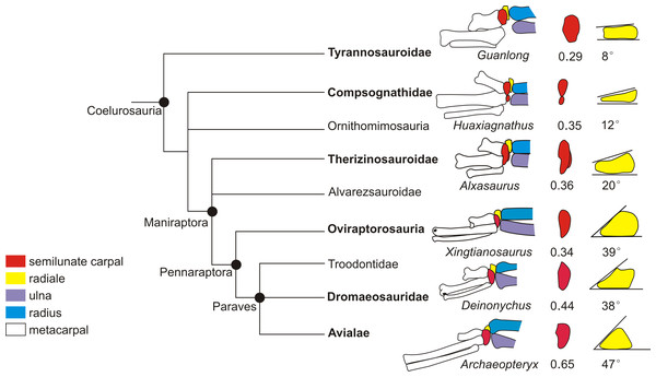 Coelurosaurian phylogeny showing the major changes of the wrist.