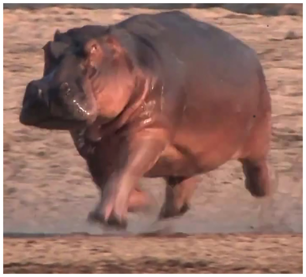 Imagen demostrativa de que los hipopótamos pueden volar
