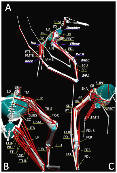 Musculoskeletal model used in this study with labelled MTUs and joints in (A) lateral, (B) posterior and (C) anterior views.