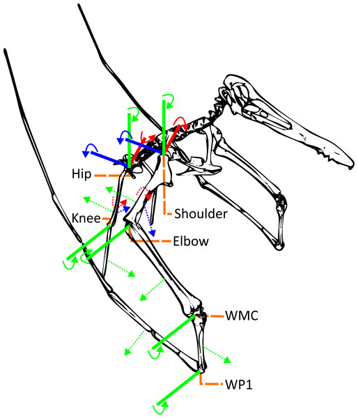 Simplified pterosaur model showing the directionality of the joint degrees of freedom examined in this study.