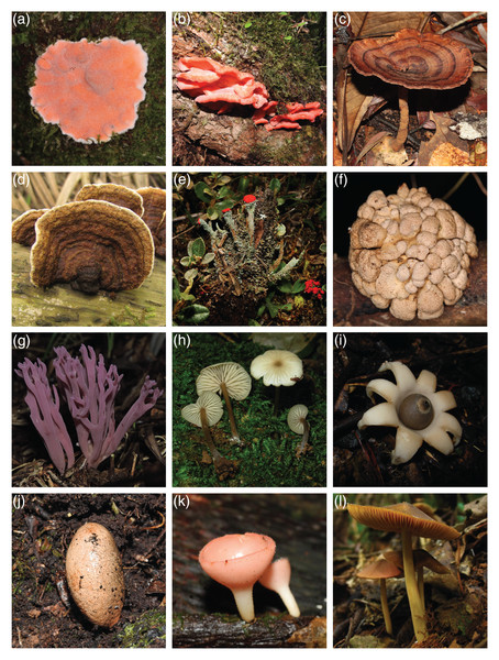 Some macrofungal species of the MIND.Funga database representing extensive morphological diversity.