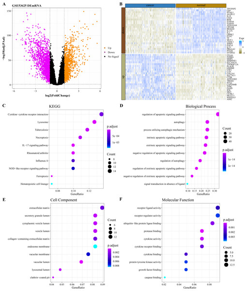 Functional characterization of DEGs between ESCC and normal samples.