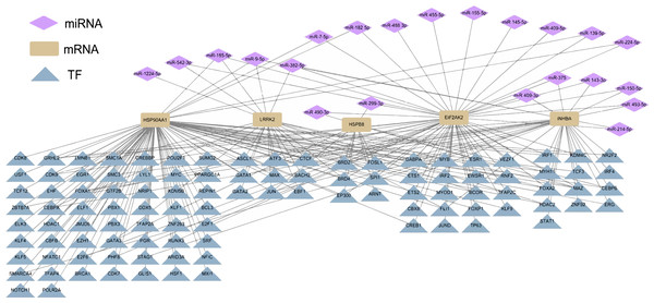 Potential TF-hub gene-miRNA regulatory network of diagnostic hub genes in ESCC.