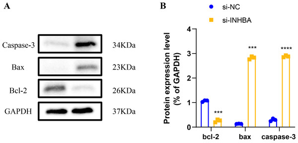 Modulation of apoptotic protein expression by INHBA silencing in ESCC cells.