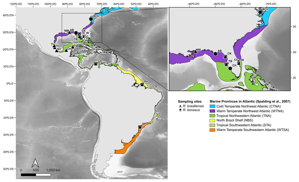 Genetic variability and population structure of two sympatric cownose rays  Rhinoptera (Myliobatiformes, Rhinopteridae) in the Western Atlantic Ocean  [PeerJ]